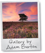 Adam Burton image gallery