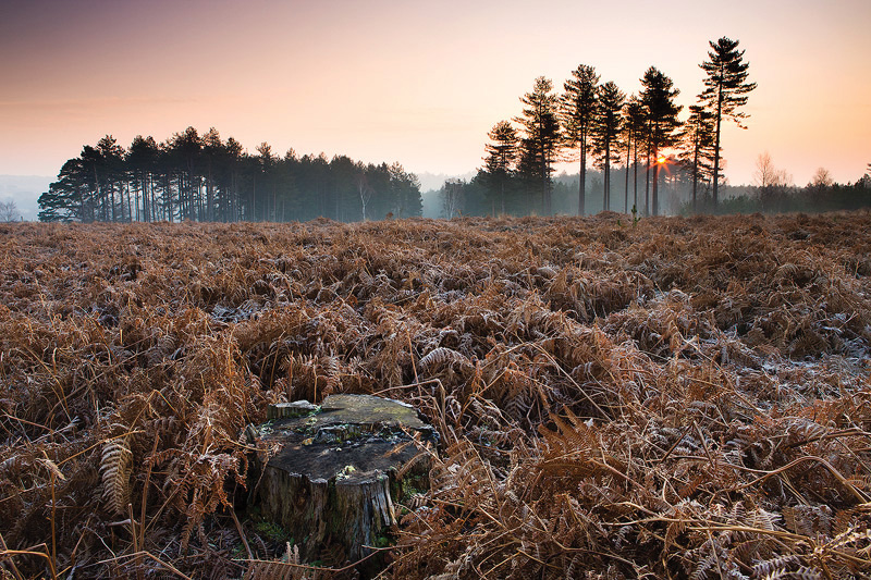 Newforestcottages