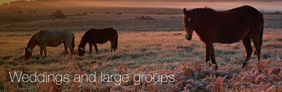 halcyon New Forest Cottages weddings and large groups