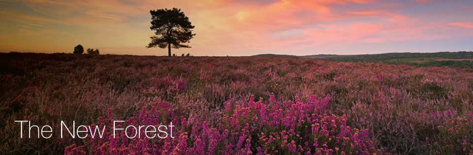 halcyon New Forest Cottages