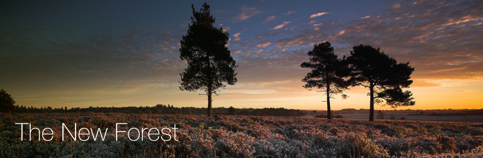halcyon New Forest Cottages